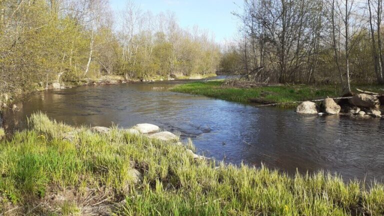Afternoon on the Trout River